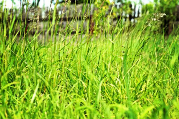 High green meadow grass on a summer day.